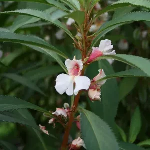 Terrines en plantes